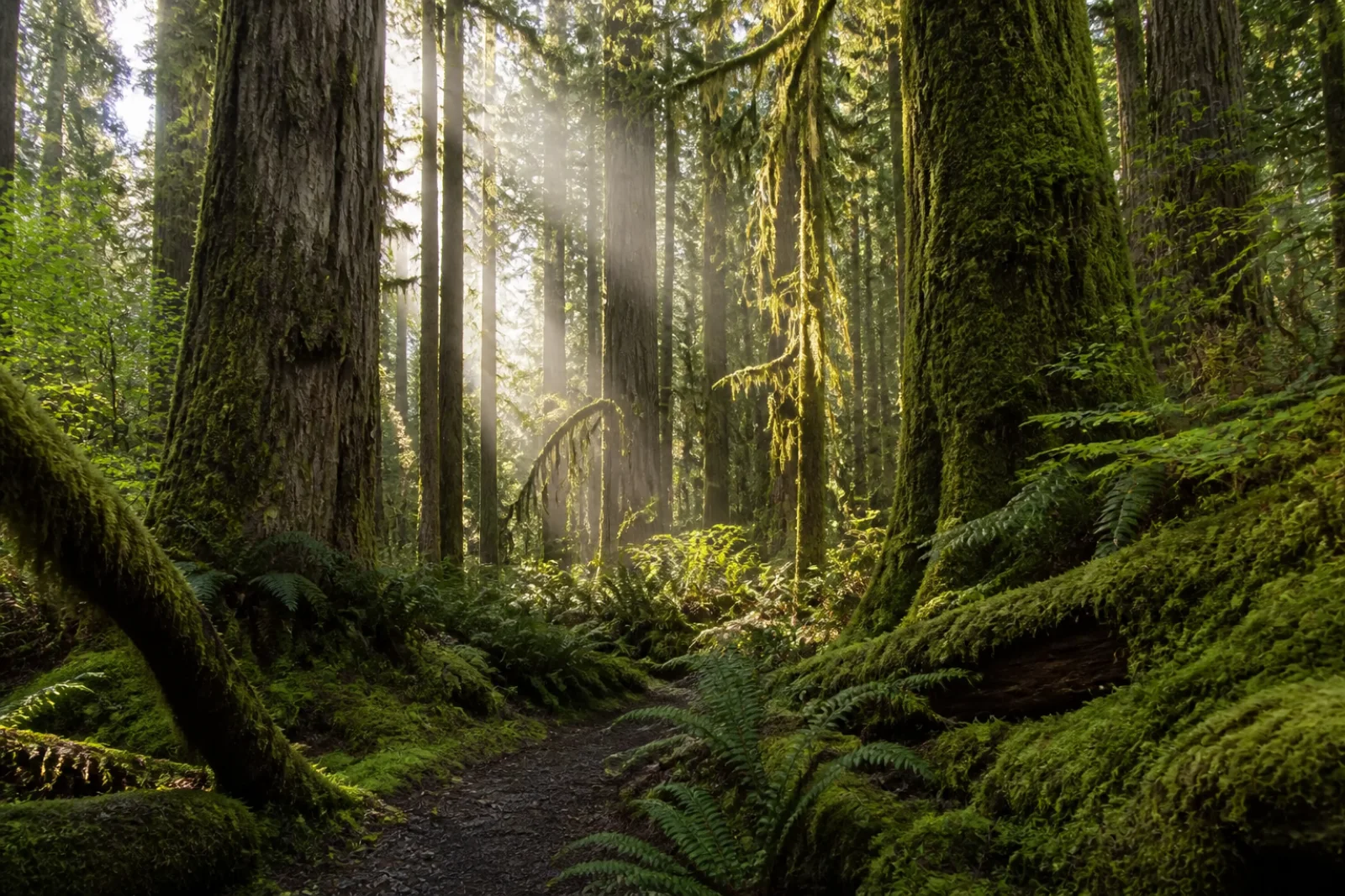 Canopy Haven — House Rules